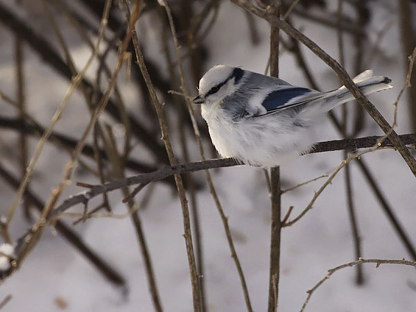 Valkopäätiainen, Azure Tit, Cyanistes cyanus